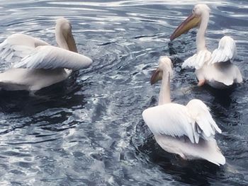 Swans swimming in lake