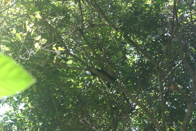 Low angle view of bamboo trees in forest