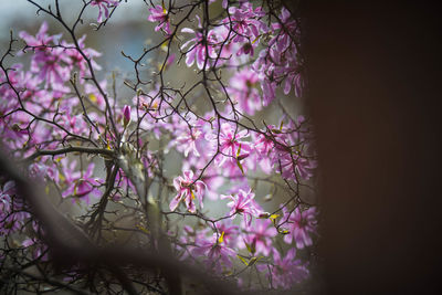 Close-up of pink flowering plant against tree