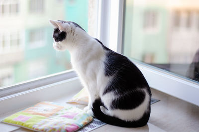 Cat looking through window at home