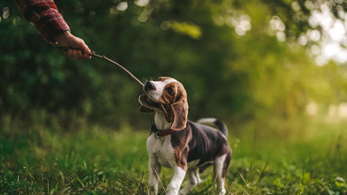 Close-up of dog on field