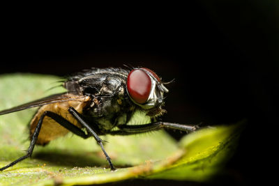 Close-up of fly