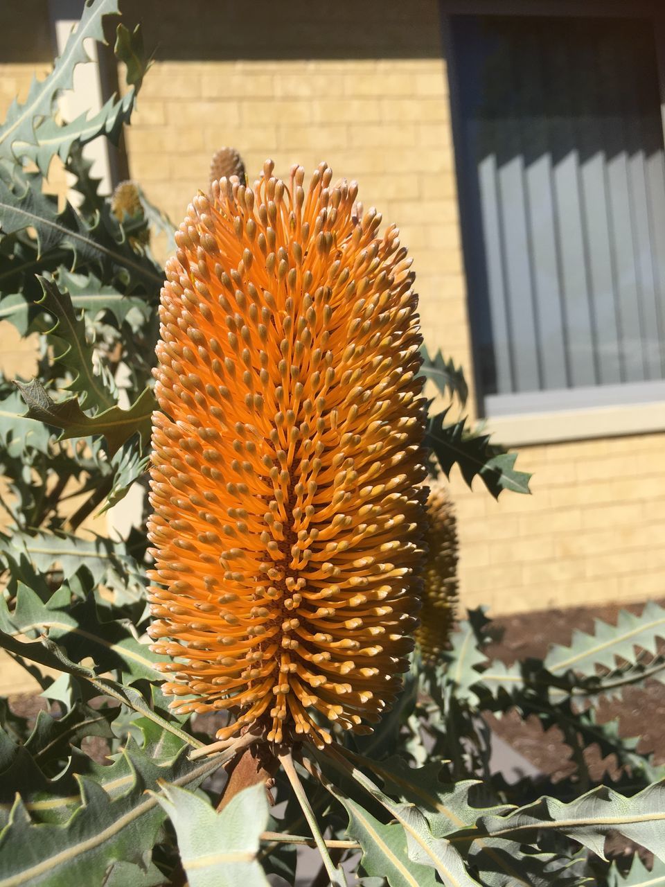 CLOSE-UP OF PLANT IN BACKYARD