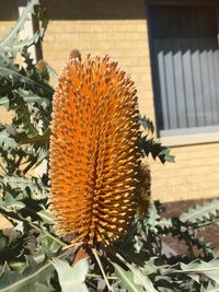 Close-up of flower plant in yard