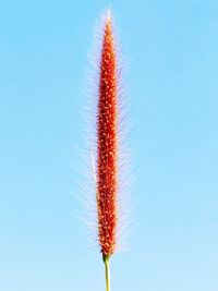 Close-up of plant against blue sky