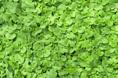 Green natural background of fresh green leaves close up