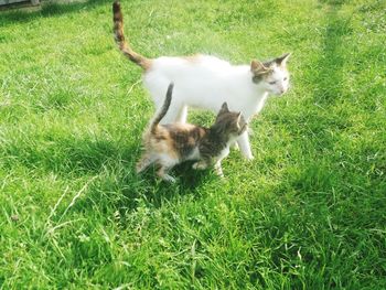 Cat lying on grass