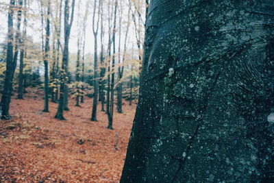 Trees in forest