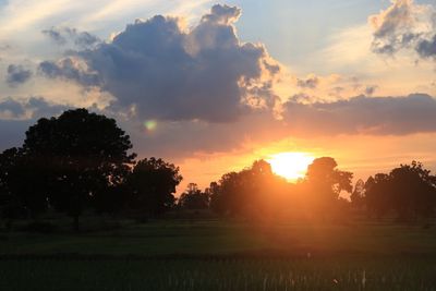 Silhouette trees on field against sky during sunset