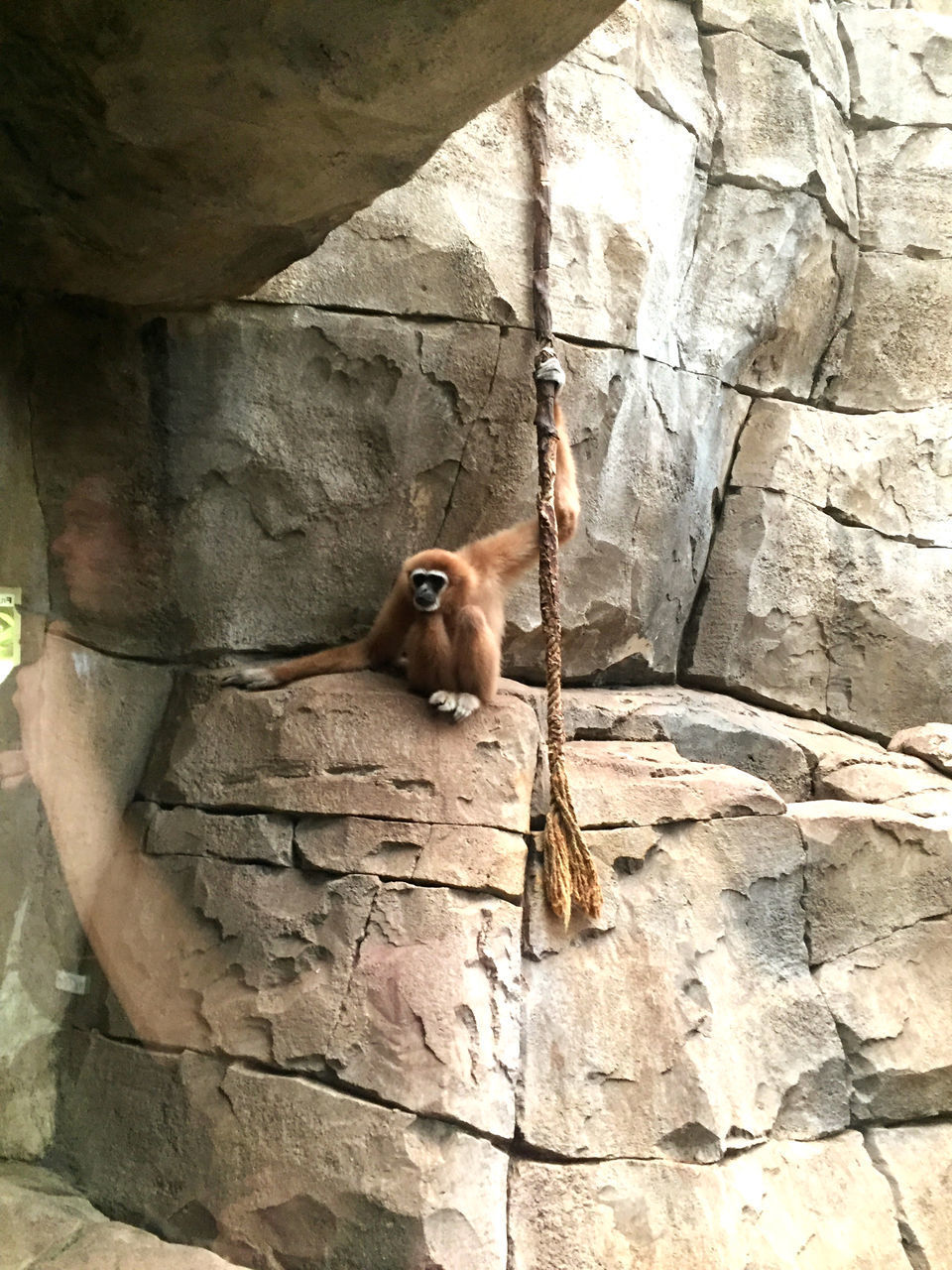 MONKEY ON ROCK