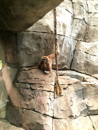 View of monkey on rock
