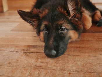 High angle portrait of a dog