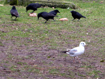 Ducks on field