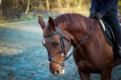 Horse riding horses