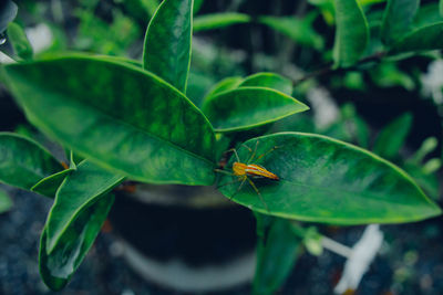 green
