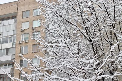 Low angle view of bare tree against building