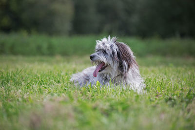 Close-up of dog on field