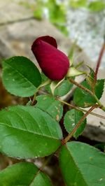 Close-up of red flowering plant