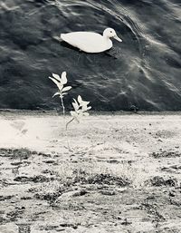 View of birds on the beach