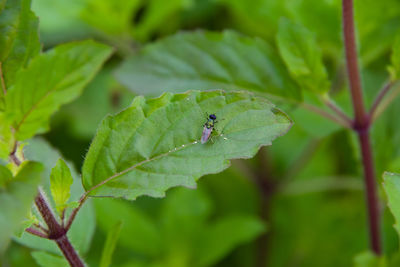 Close-up of insect on leaf