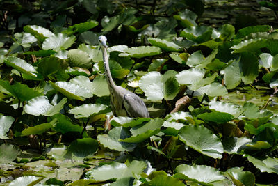 Close-up of green plants on leaves