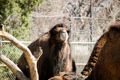 Close-up of gorilla in zoo