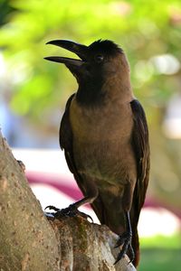 Close-up of bird perching on branch