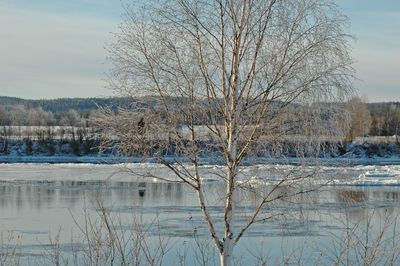 Bare tree by lake against sky during winter