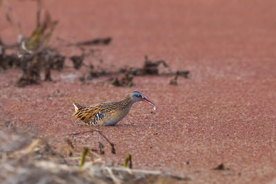 Close-up of bird