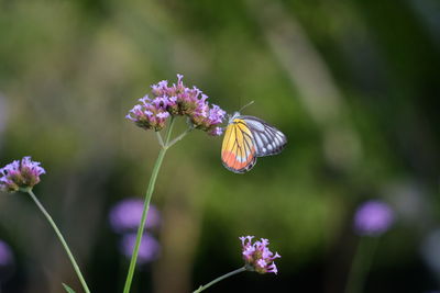 Close-up of butterfly on purple flower