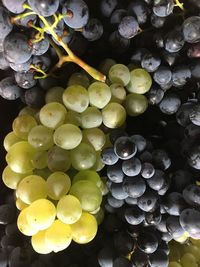 Close-up of grapes growing in vineyard