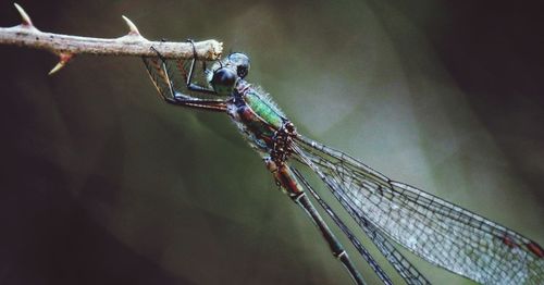 Close-up of dragonfly on twig