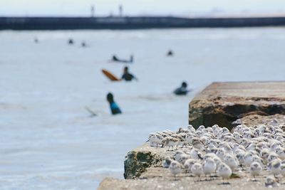 Close-up of seagulls perching on groyne against sea