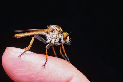 Close-up of butterfly on hand against black background