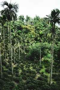 View of trees in forest