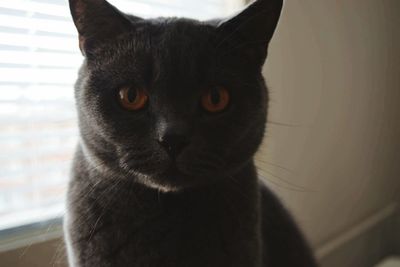 Close-up portrait of cat