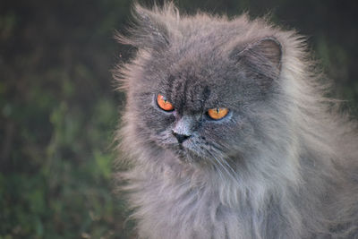 Close-up portrait of cat