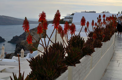 High angle view of plants by sea against sky