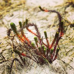 Close-up of fresh plant
