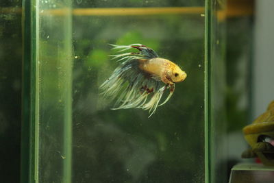 Fish swimming in aquarium