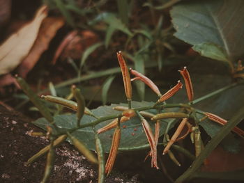 Close-up of insect on plant