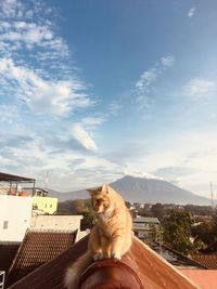 Portrait of a cat sitting on mountain against sky