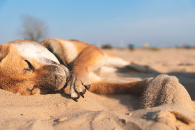 Dog sleeping on beach