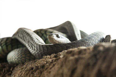 Close-up of lizard