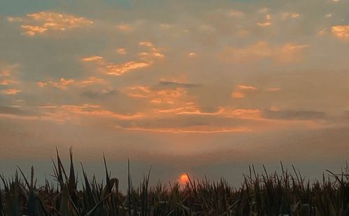 Plants growing on land against sky during sunset
