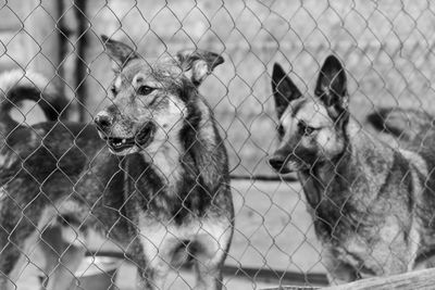 View of a dog looking through chainlink fence