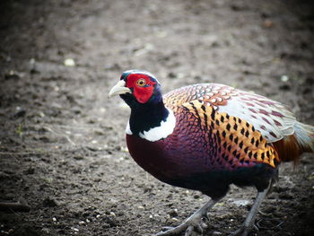 Close-up of bird