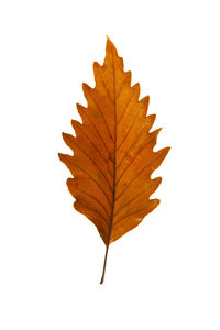 Close-up of maple leaf on white background