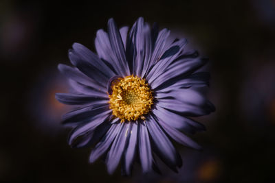 Close-up of purple flower against black background