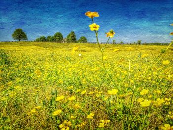 Scenic view of field against sky